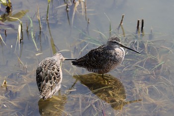 Long-billed Dowitcher Unknown Spots Wed, 4/22/2020