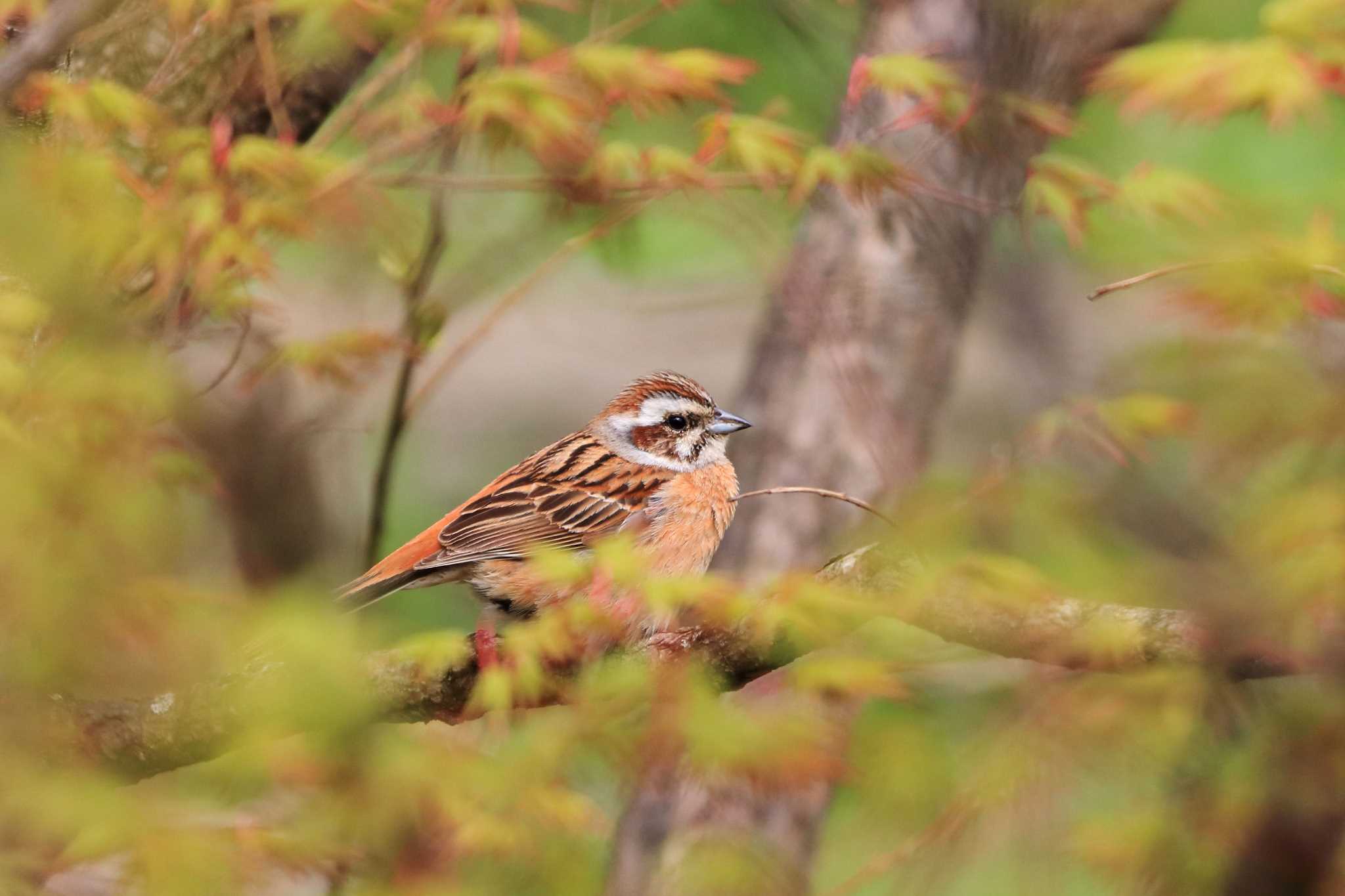 Photo of Meadow Bunting at 平谷川 by いわな