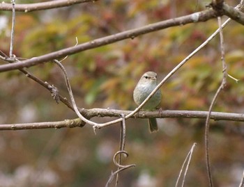 Japanese Bush Warbler Unknown Spots Sat, 4/9/2016