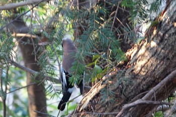 2020年3月20日(金) 東京都　高尾山の野鳥観察記録