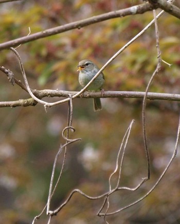 Japanese Bush Warbler Unknown Spots Sat, 4/9/2016