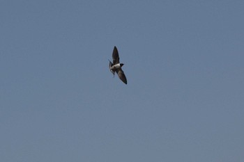 Barn Swallow Akashi Park Thu, 4/23/2020