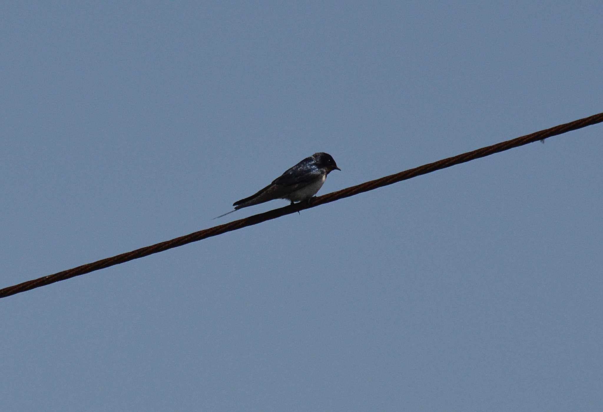 Photo of Barn Swallow at Akashi Park by kazu