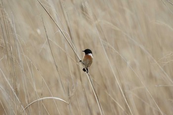 ノビタキ 霧ヶ峰高原 2016年4月10日(日)