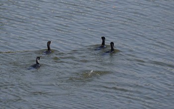 Great Cormorant Akashi Park Thu, 4/23/2020