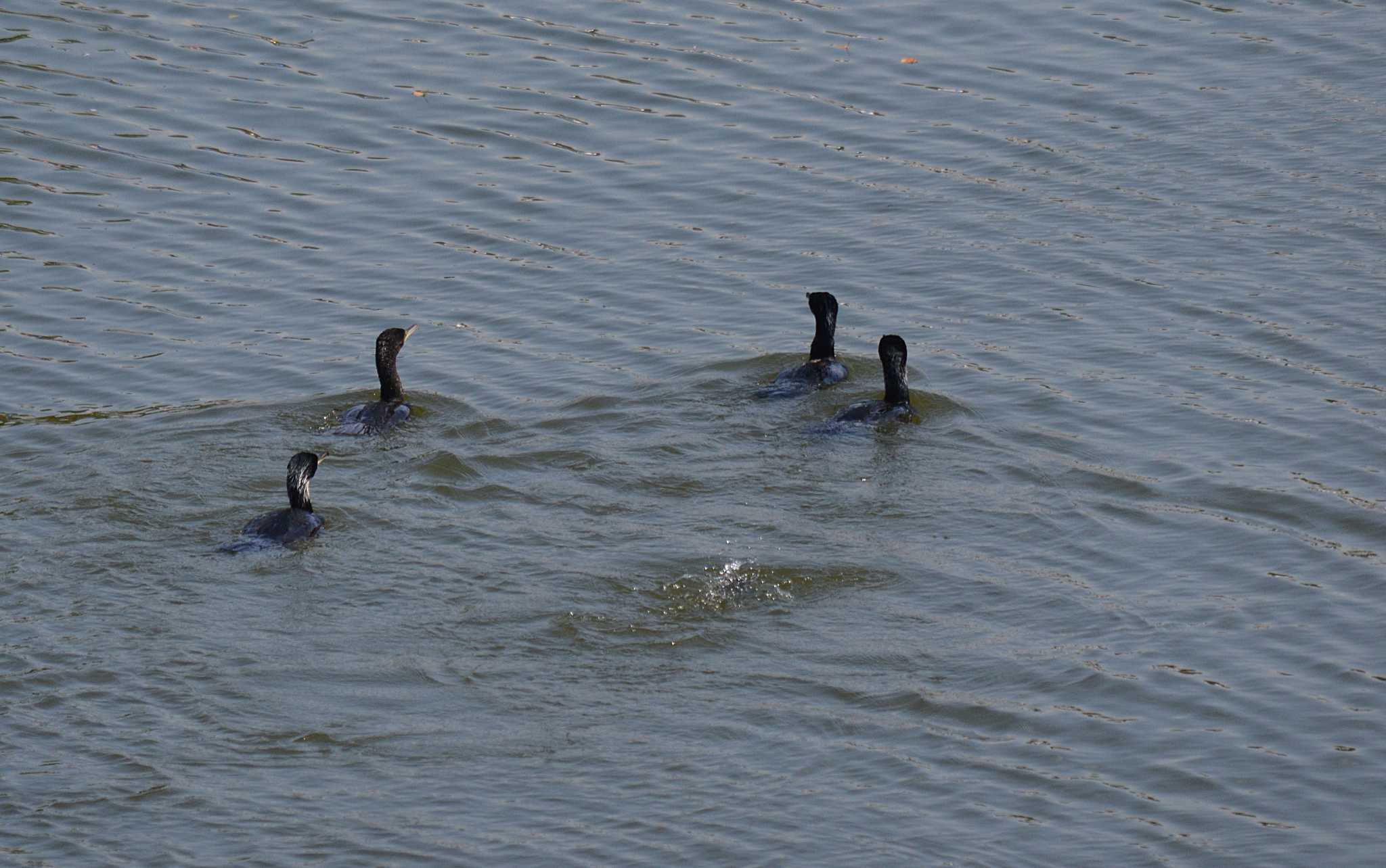 Photo of Great Cormorant at Akashi Park by kazu