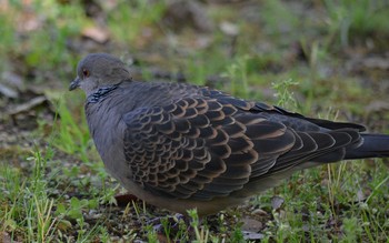 Oriental Turtle Dove Akashi Park Thu, 4/23/2020