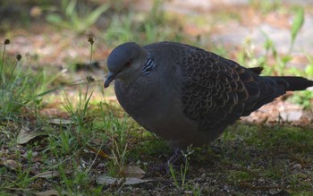 Oriental Turtle Dove Akashi Park Thu, 4/23/2020