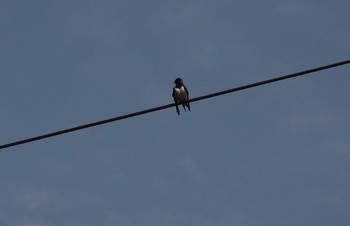 Barn Swallow Akashi Park Thu, 4/23/2020