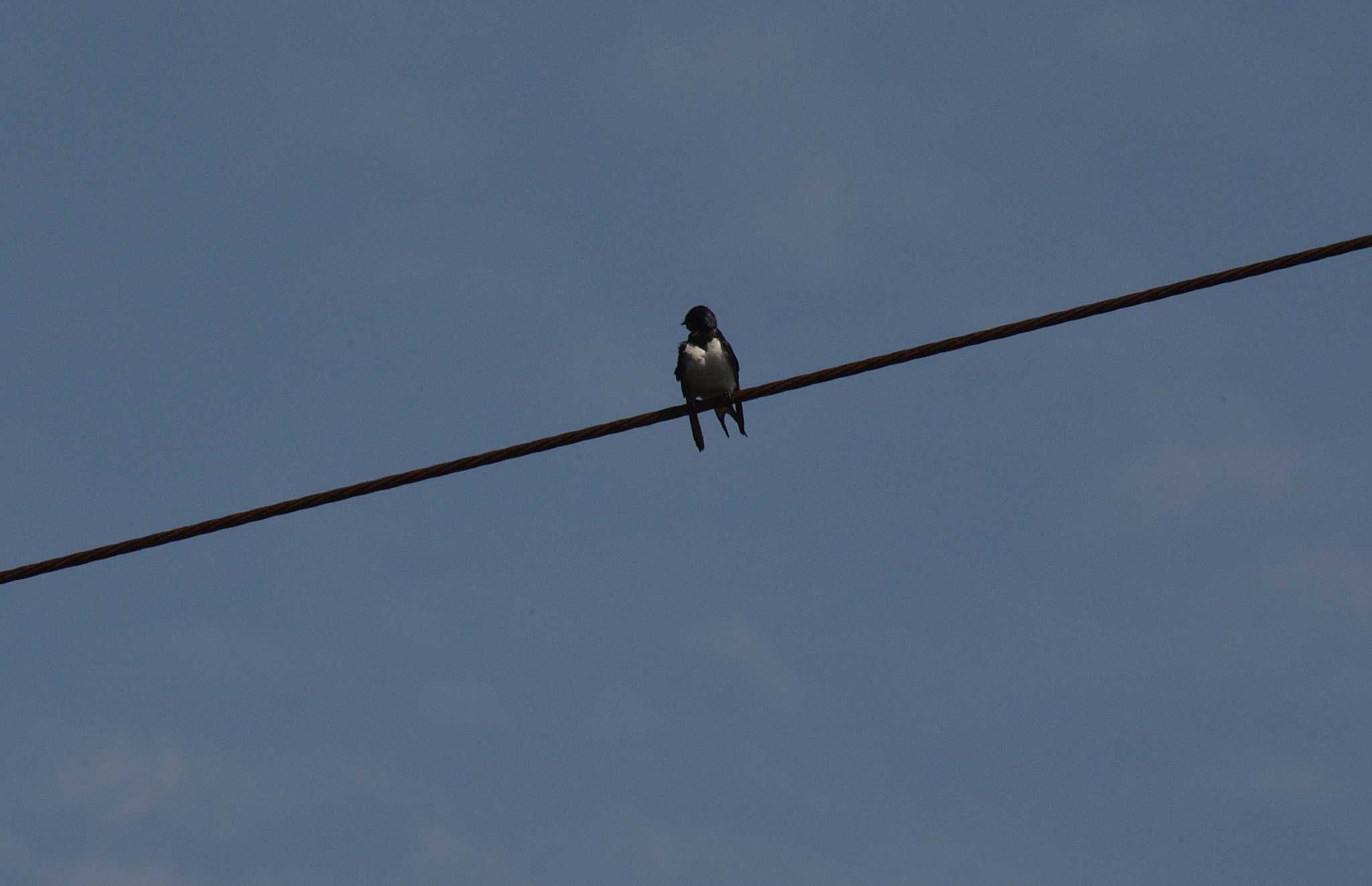 Photo of Barn Swallow at Akashi Park by kazu