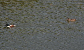 Northern Shoveler Akashi Park Thu, 4/23/2020