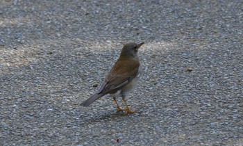 Pale Thrush Akashi Park Thu, 4/23/2020