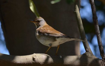 Pale Thrush Akashi Park Thu, 4/23/2020