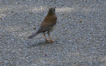 Pale Thrush Akashi Park Thu, 4/23/2020