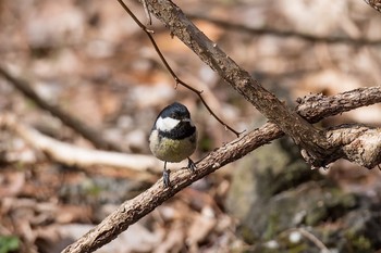 Coal Tit 河口湖周辺 Sat, 4/9/2016