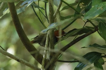 Japanese Robin 和歌山市 Thu, 4/23/2020