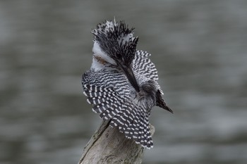 Crested Kingfisher 神奈川　湖 Mon, 4/11/2016