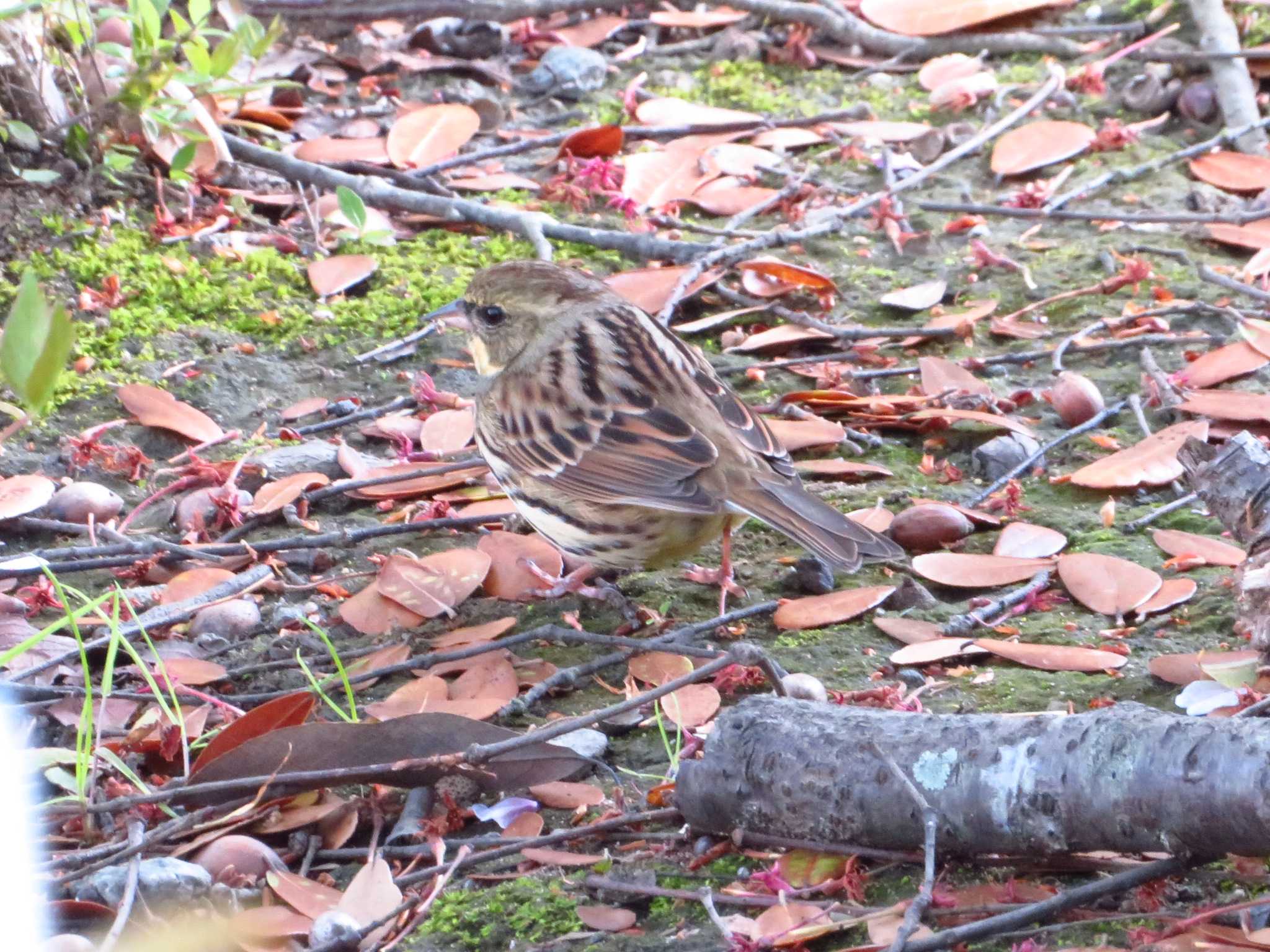 Masked Bunting