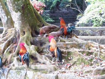 Unknown Species 奈良県天理市 Thu, 4/23/2020