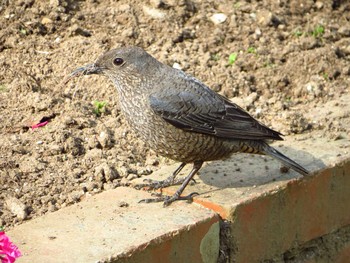 Blue Rock Thrush 奈良県天理市 Thu, 4/23/2020