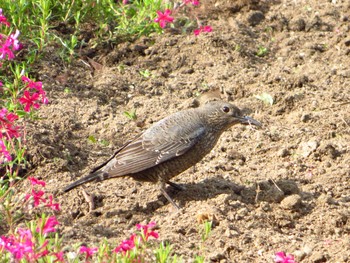 Blue Rock Thrush 奈良県天理市 Thu, 4/23/2020