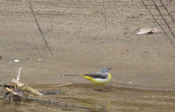 2016年4月14日(木) 真駒内公園の野鳥観察記録