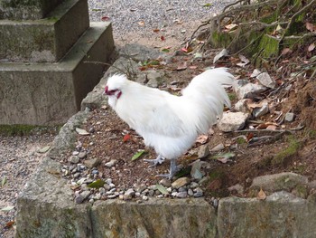 Unknown Species 奈良県天理市 Thu, 4/23/2020