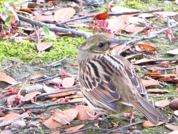 Masked Bunting 奈良県天理市 Thu, 4/23/2020