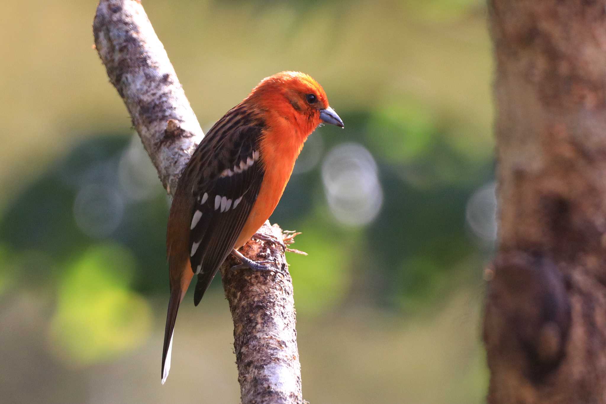 Photo of Flame-colored Tanager at Miriam's Quetzals(Costa Rica) by とみやん