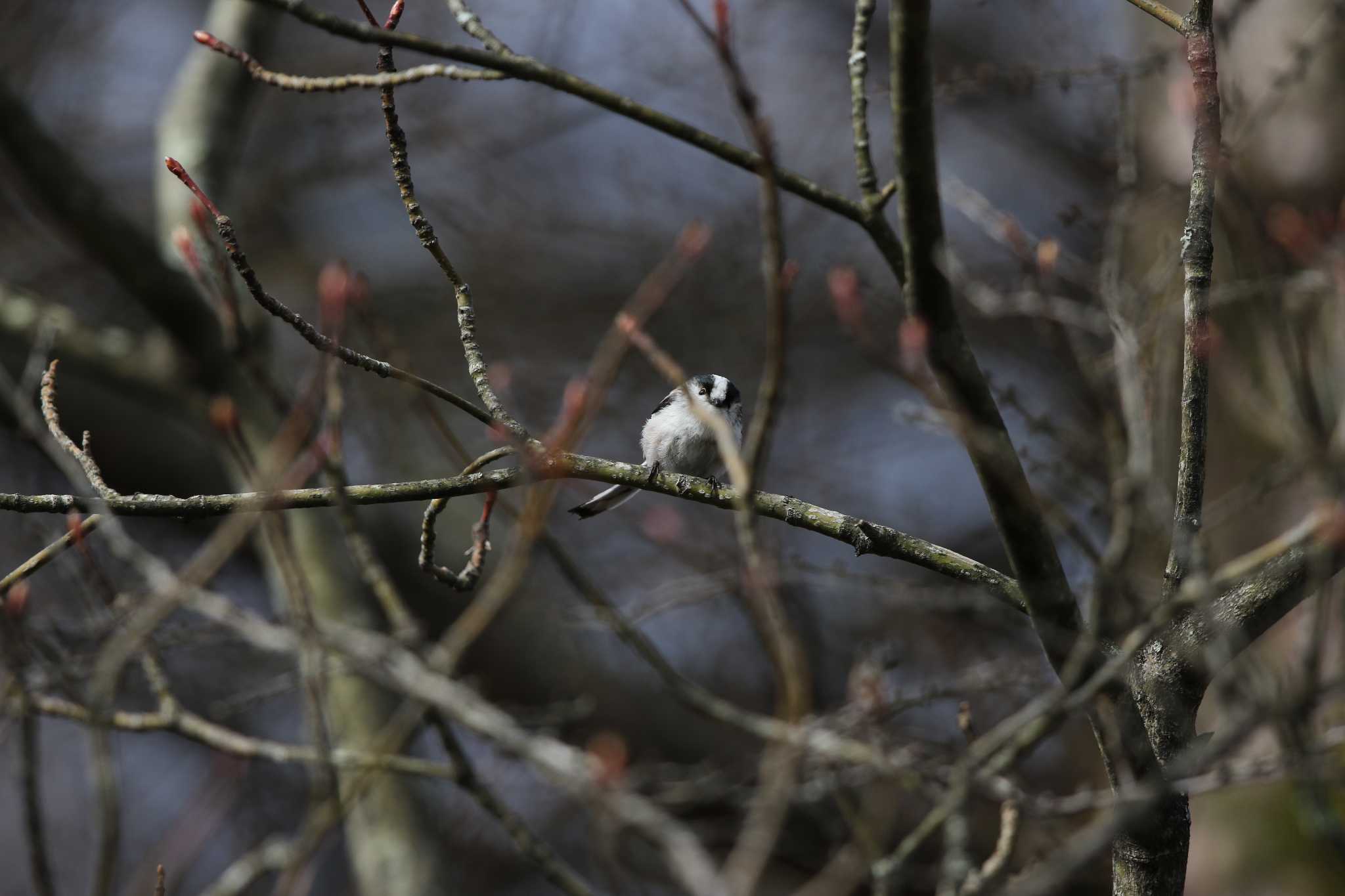 Long-tailed Tit