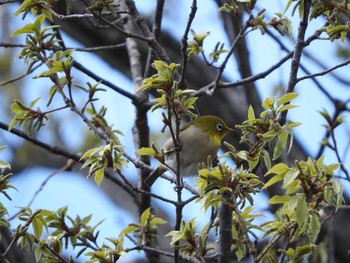 メジロ 埼玉県公園各所 2016年4月12日(火)