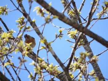 Brambling 埼玉県公園各所 Tue, 4/12/2016