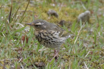 ビンズイ 播磨中央公園(兵庫県) 2020年4月22日(水)