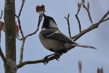 シジュウカラ 播磨中央公園(兵庫県) 2020年4月22日(水)