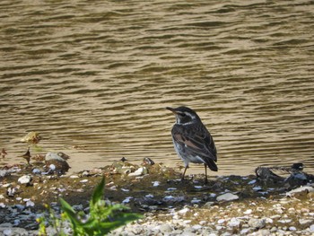 Dusky Thrush 埼玉県公園各所 Tue, 4/12/2016