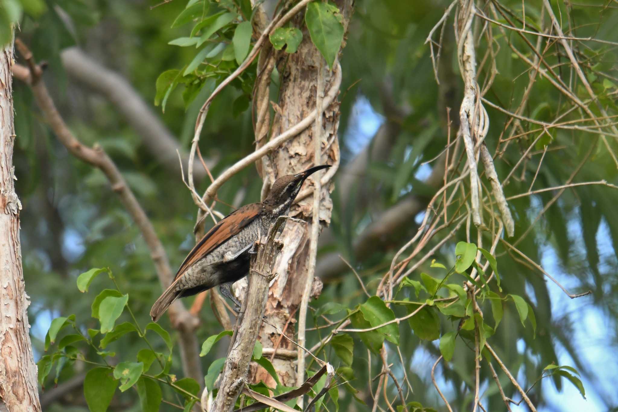 Magnificent Riflebird