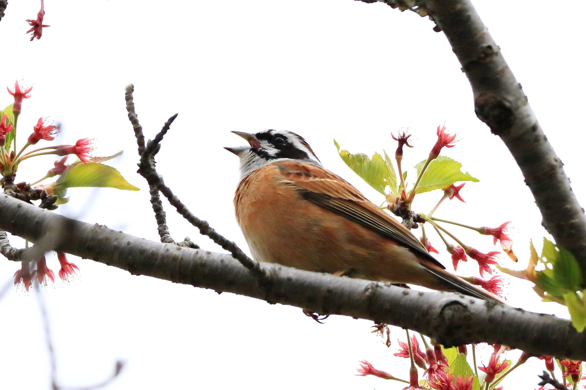 Photo of Meadow Bunting at 平谷川 by いわな