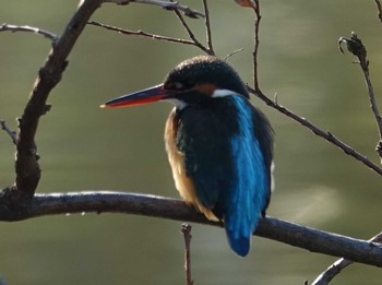 2020年1月13日(月) 東京都西多摩郡瑞穂町の野鳥観察記録