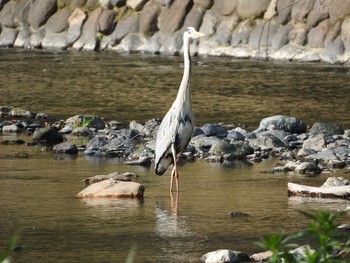 Tue, 4/12/2016 Birding report at 埼玉県公園各所