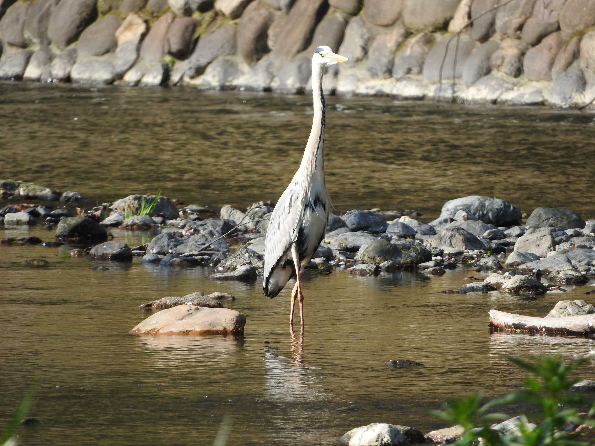 埼玉県公園各所 アオサギの写真