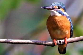 Common Kingfisher 愛知県 知多半島 Fri, 4/3/2020