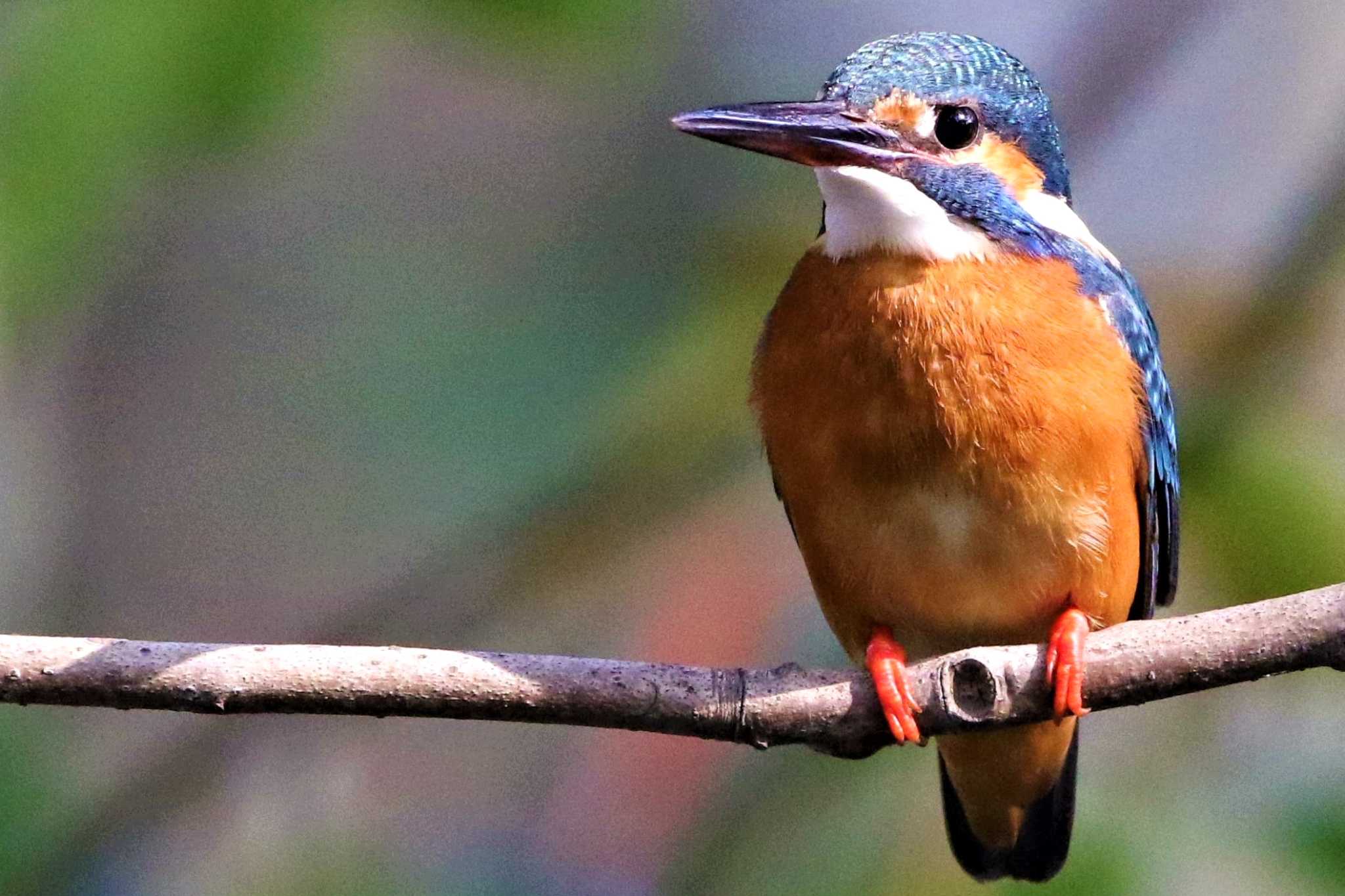 Photo of Common Kingfisher at 愛知県 知多半島 by 伊藤 陽星