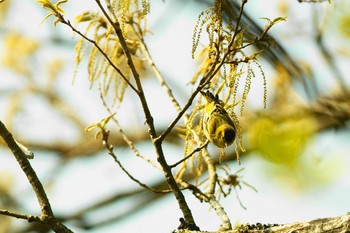 Eurasian Siskin 東京都 Sat, 4/4/2020