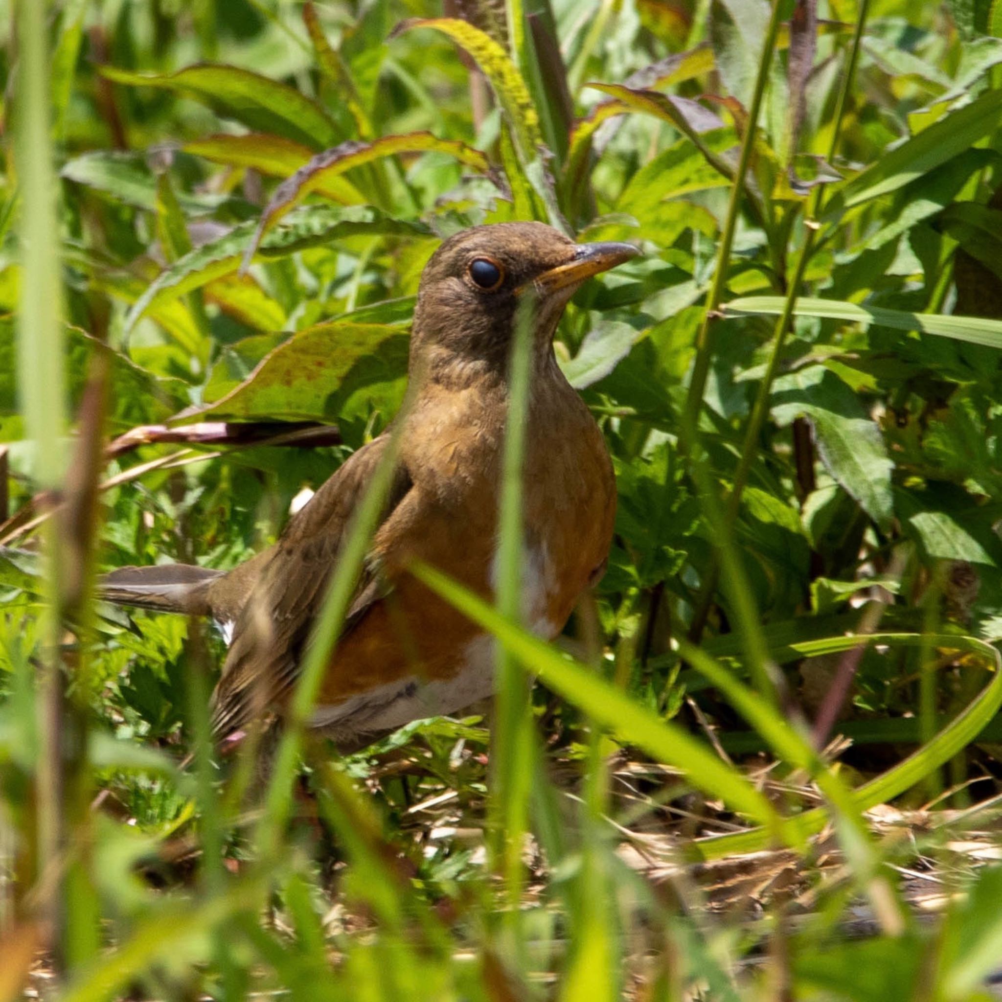 Photo of Brown-headed Thrush at 平城宮跡 by 鳥オヤジ