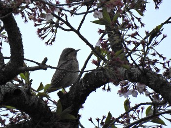 アリスイ 三神峯公園 2020年4月24日(金)