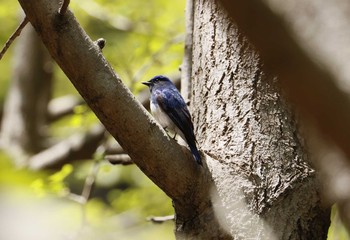 Blue-and-white Flycatcher 和歌山市 Thu, 4/23/2020