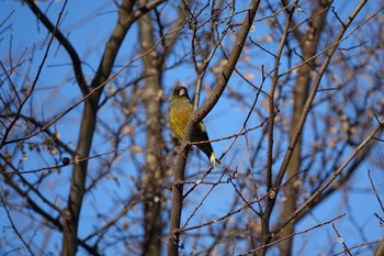 2020年1月3日(金) 埼玉県狭山市の野鳥観察記録