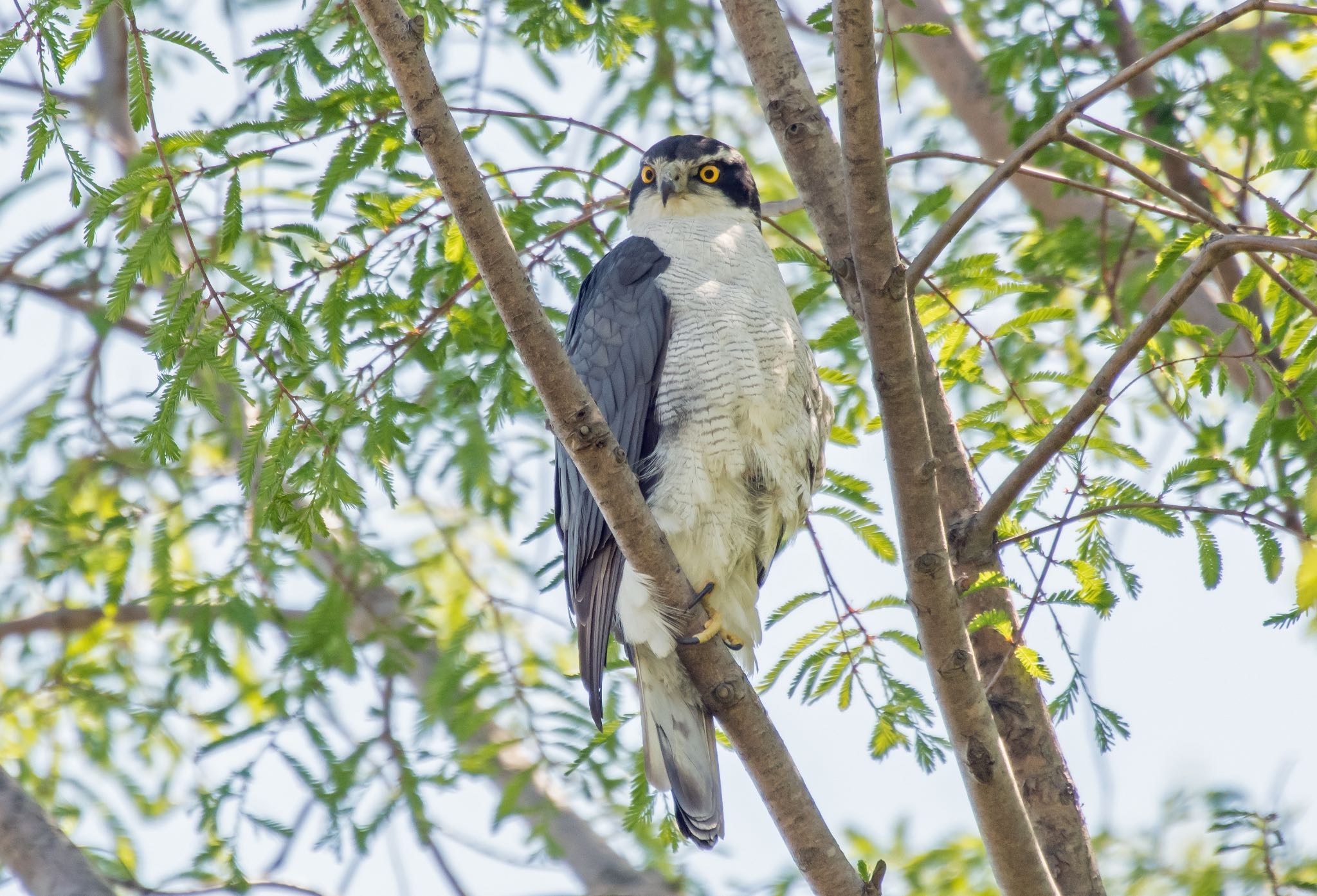 Photo of Eurasian Goshawk at Mizumoto Park by Jgogo