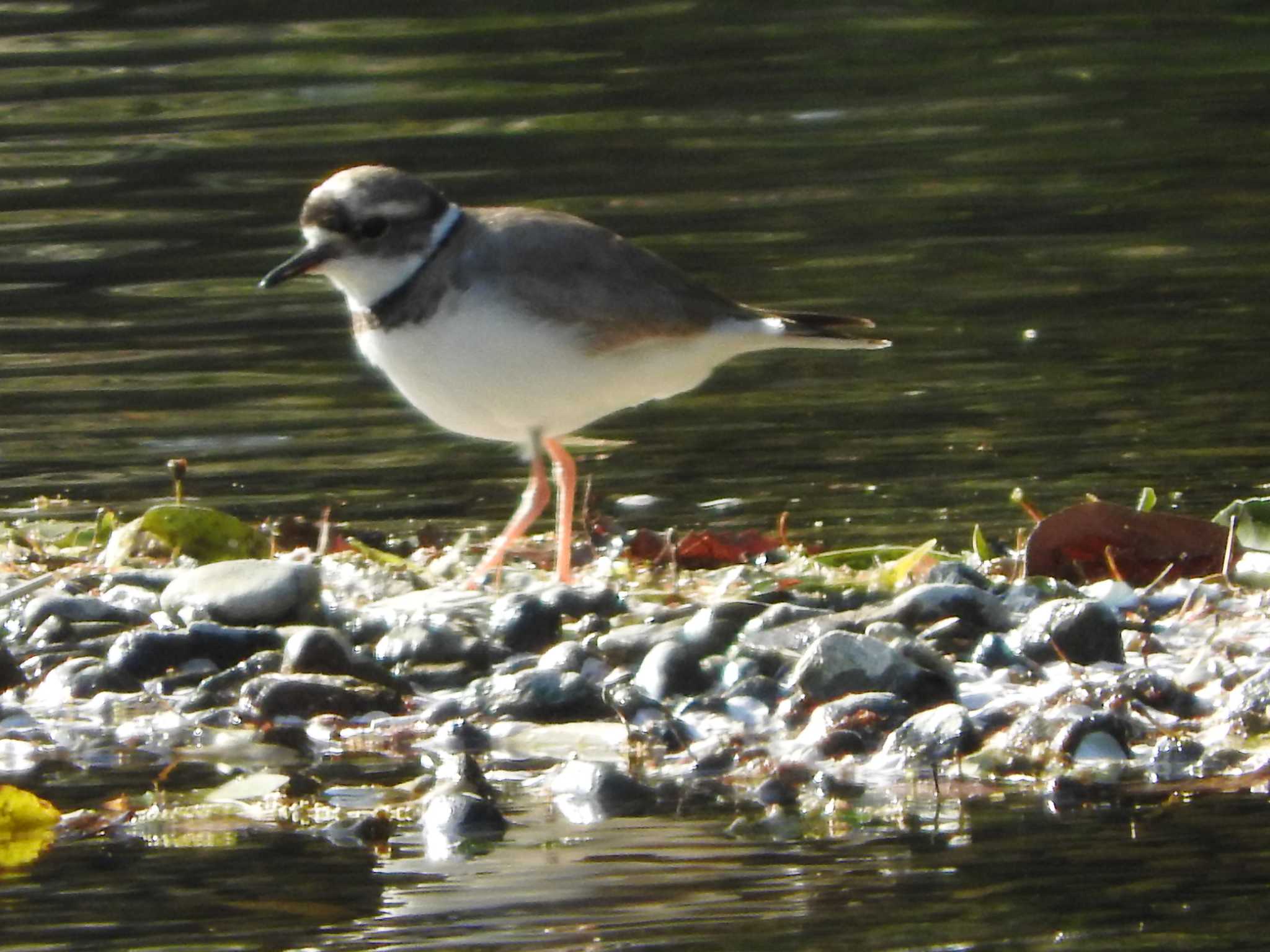 埼玉県公園各所 コチドリの写真