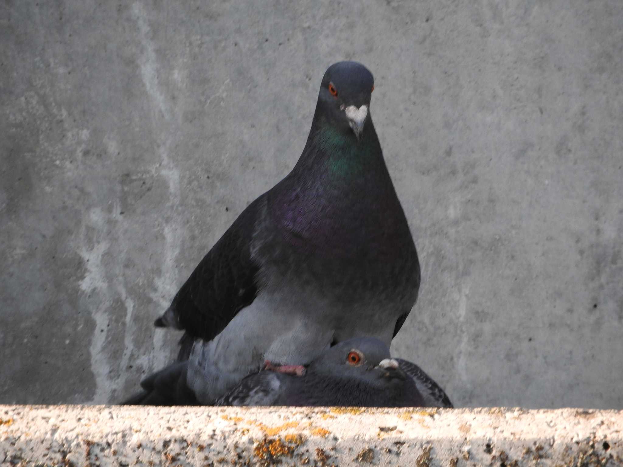 埼玉県公園各所 カワラバトの写真